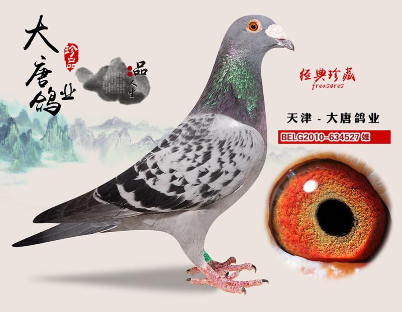 利奥.贺尔曼-天津大唐鸽业-中信网爱鸽商城