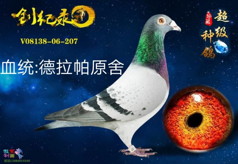 com爱鸽商城_中国信鸽信息网