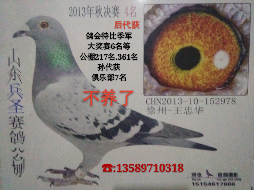 公棚成绩鸽转让