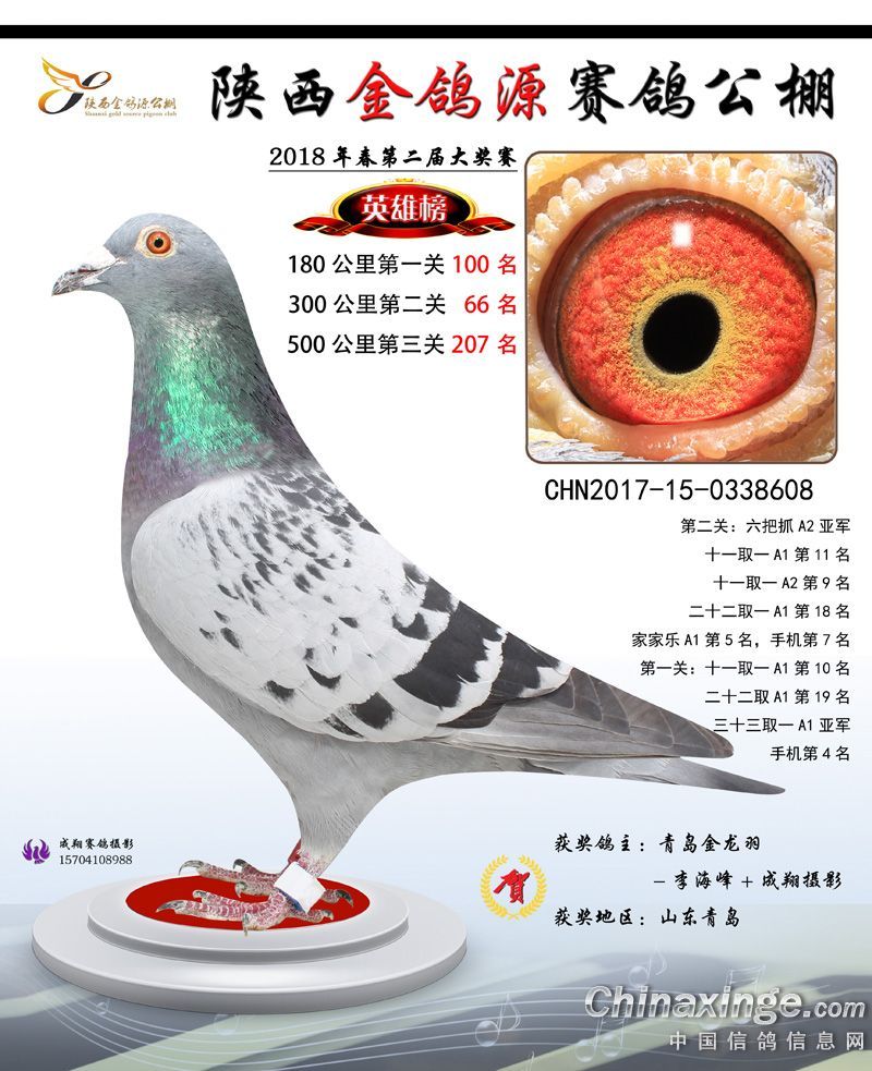 陕西金鸽源公棚争霸赛冠军决赛207名_青岛金龙羽-中信