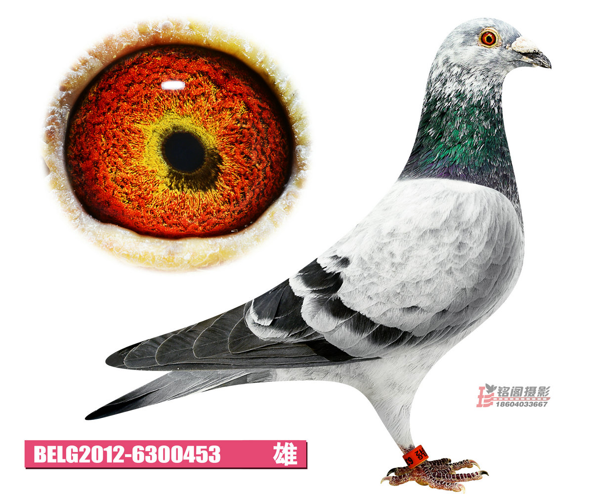 魅影-悍将