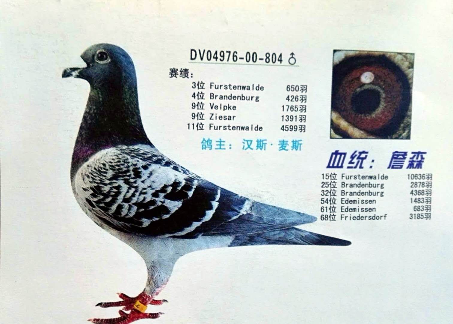 超级种鸽804