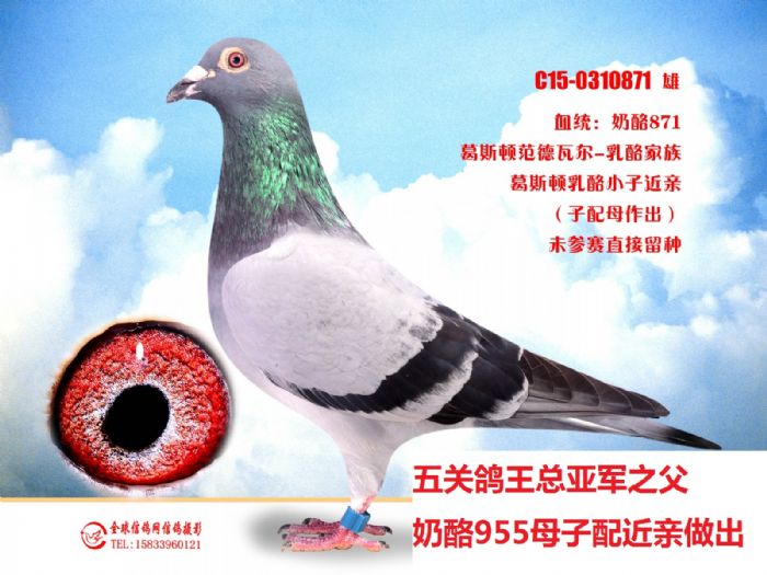 信鸽电视剧 H60397151366.jpg