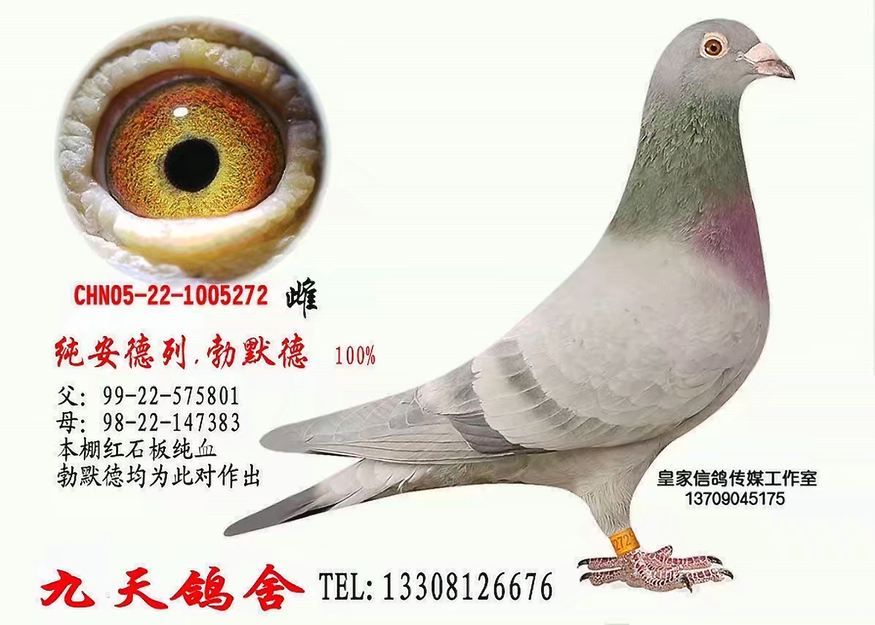 勃默德血系