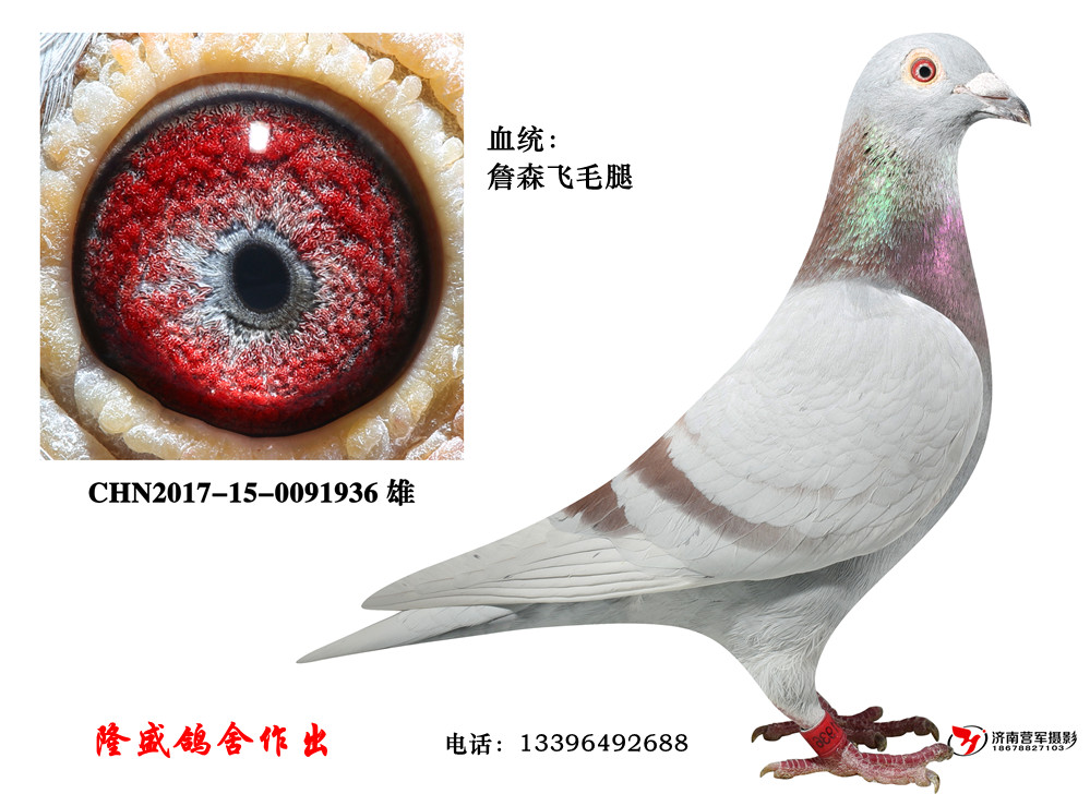 詹森飞毛腿已售