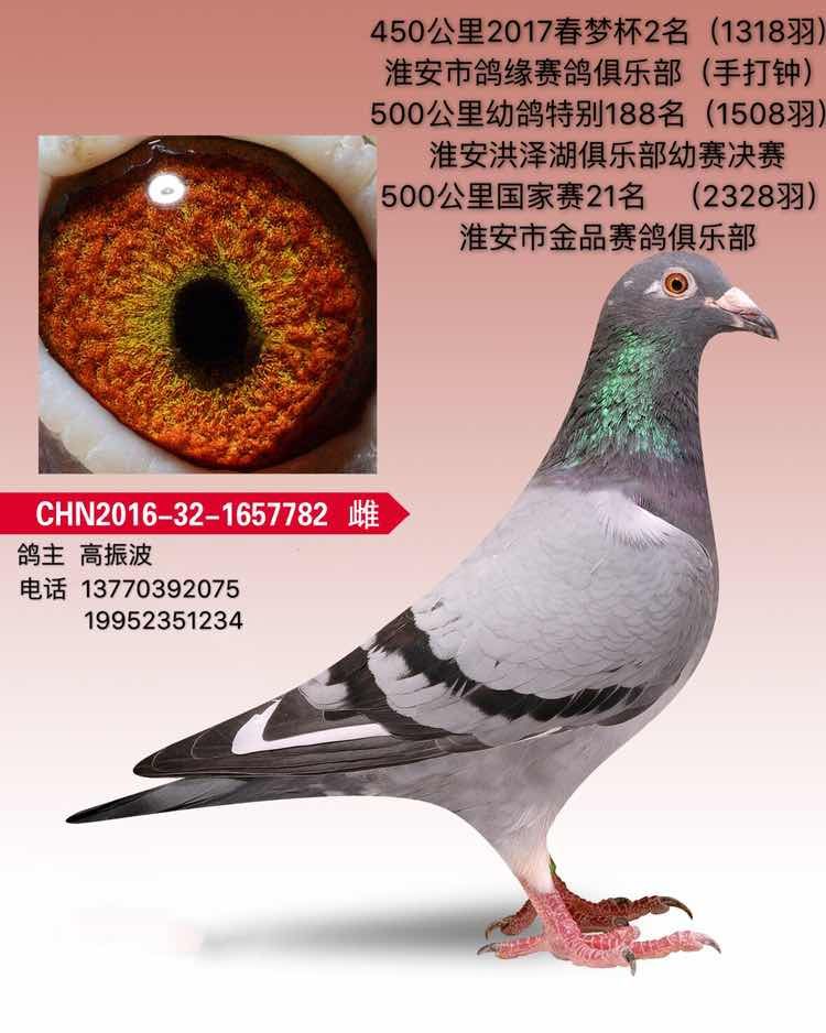 詹森/林波