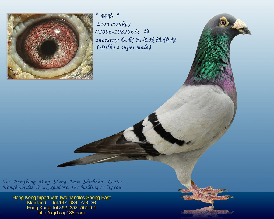 ڡѪx/Ҡ֮{Գ