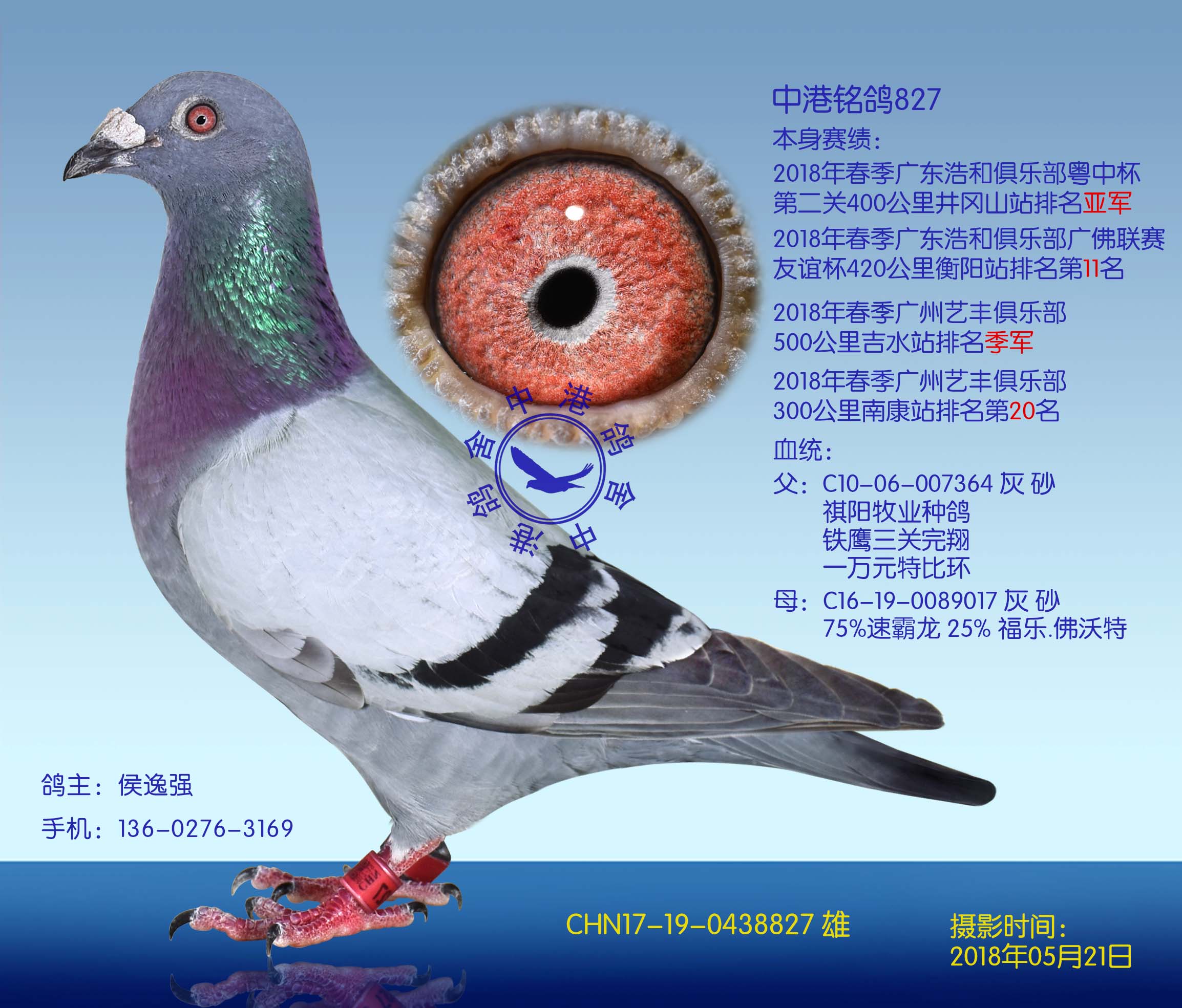 中港铭鸽827
