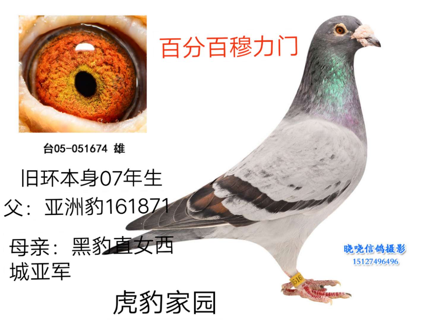 虎豹家园中心 - 中信网铭鸽展厅 www.ag188.com