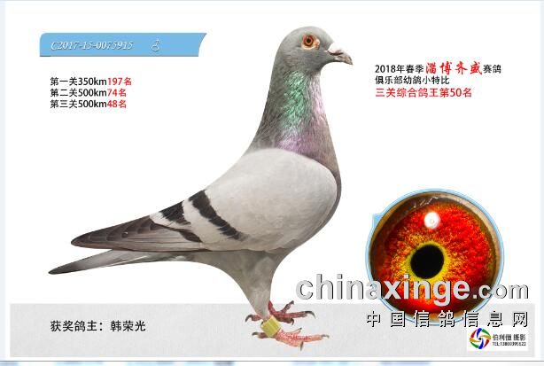 东方不败_齐都铭鸽佳苑_ag188.com爱鸽商城_中国信鸽