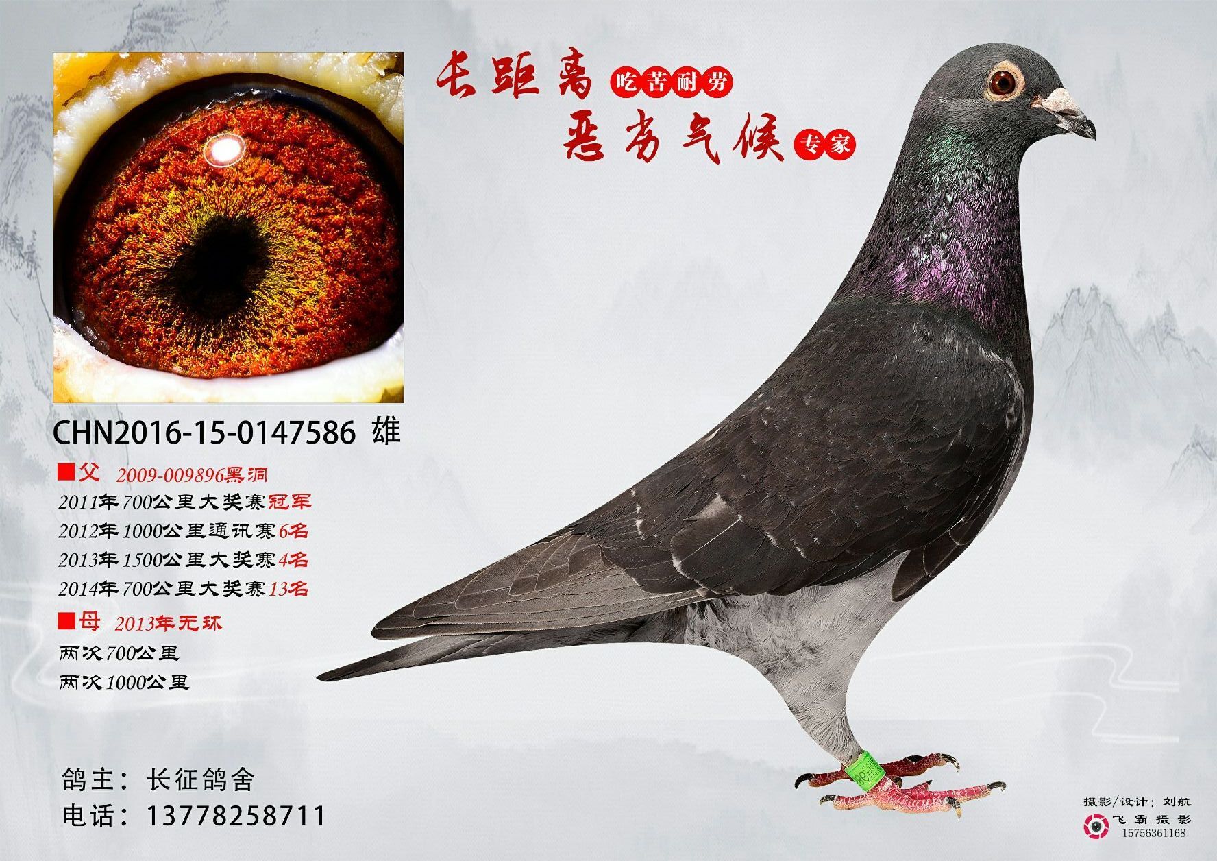 基础种鸽李鸟
