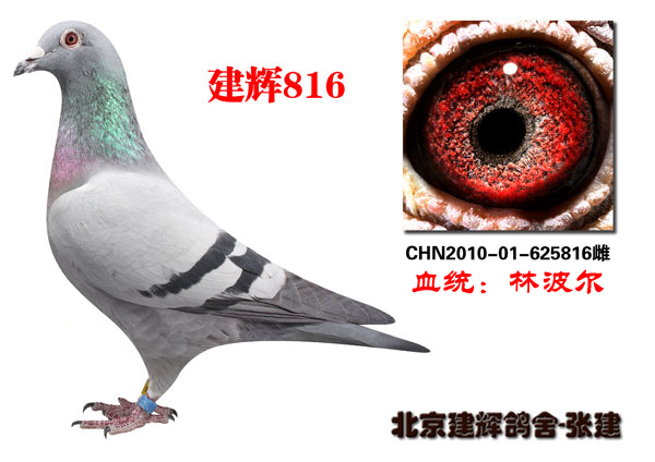 信鸽鸽粮排名 H60657937150.jpg