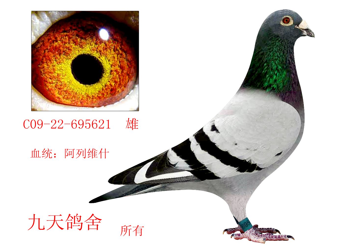 阿列维什