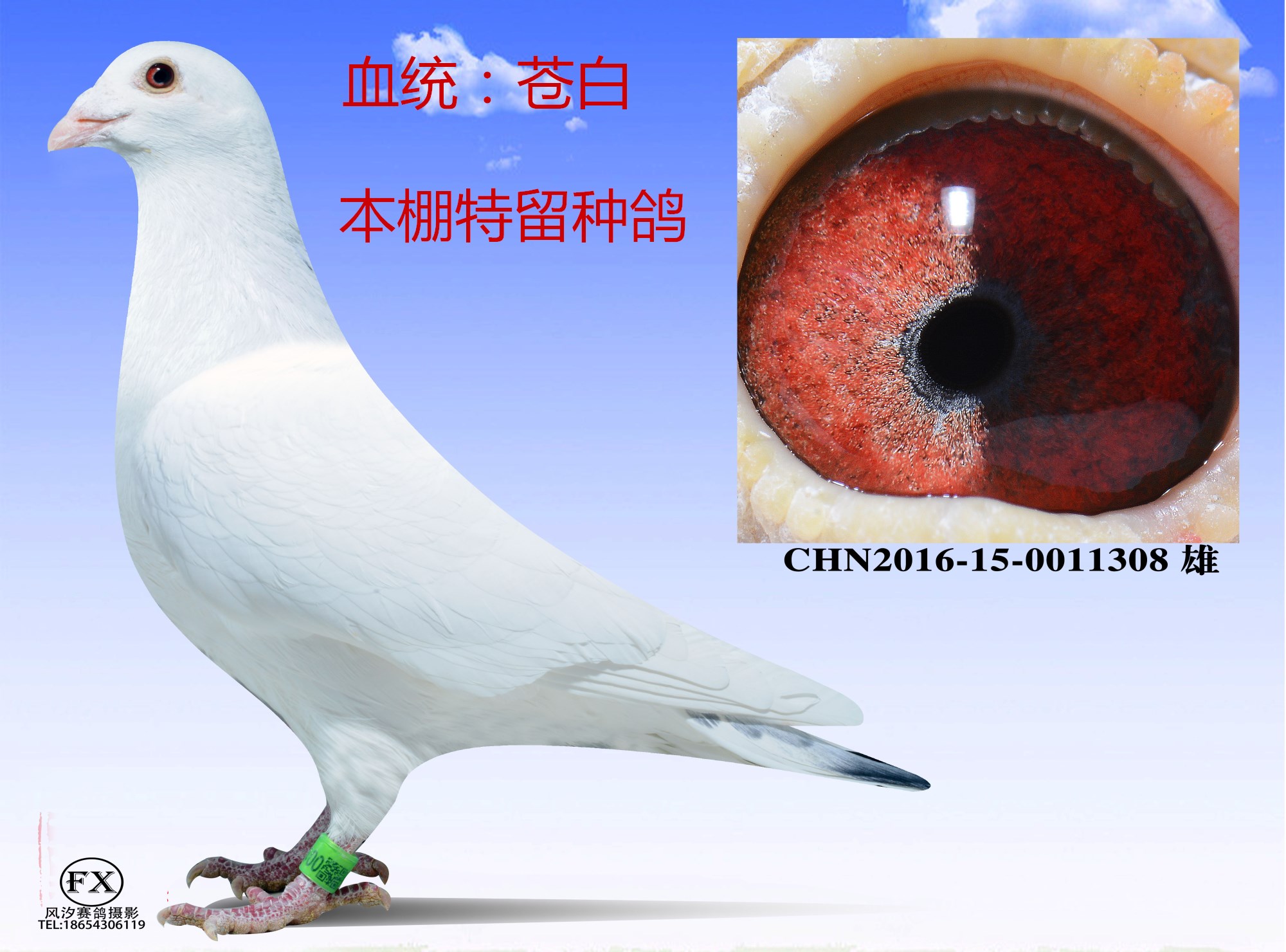 苍白