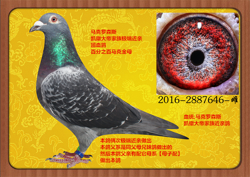 马克罗森斯_山东大汉鸽业_ag188.com爱鸽商城_中国