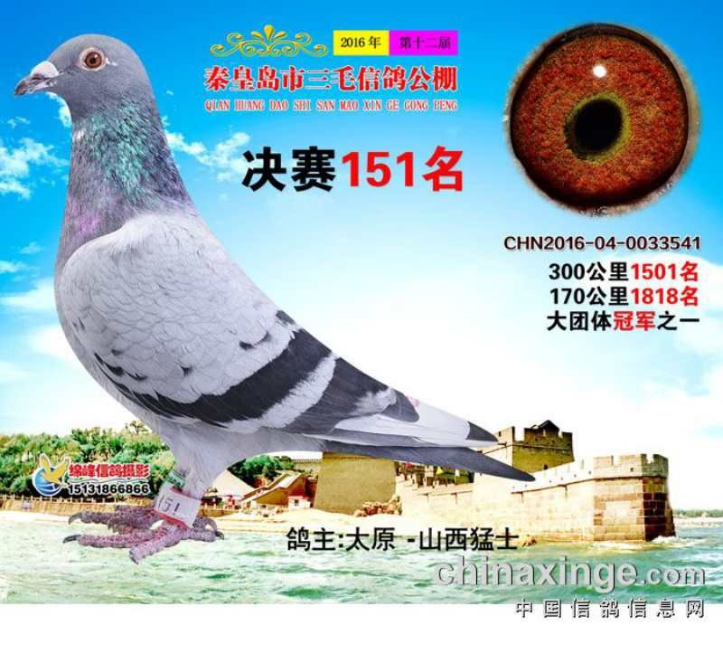 山西精英赛鸽传媒