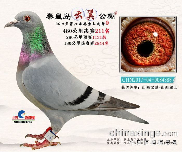 山西精英赛鸽传媒