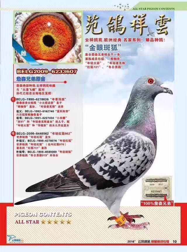 浅斑火箭