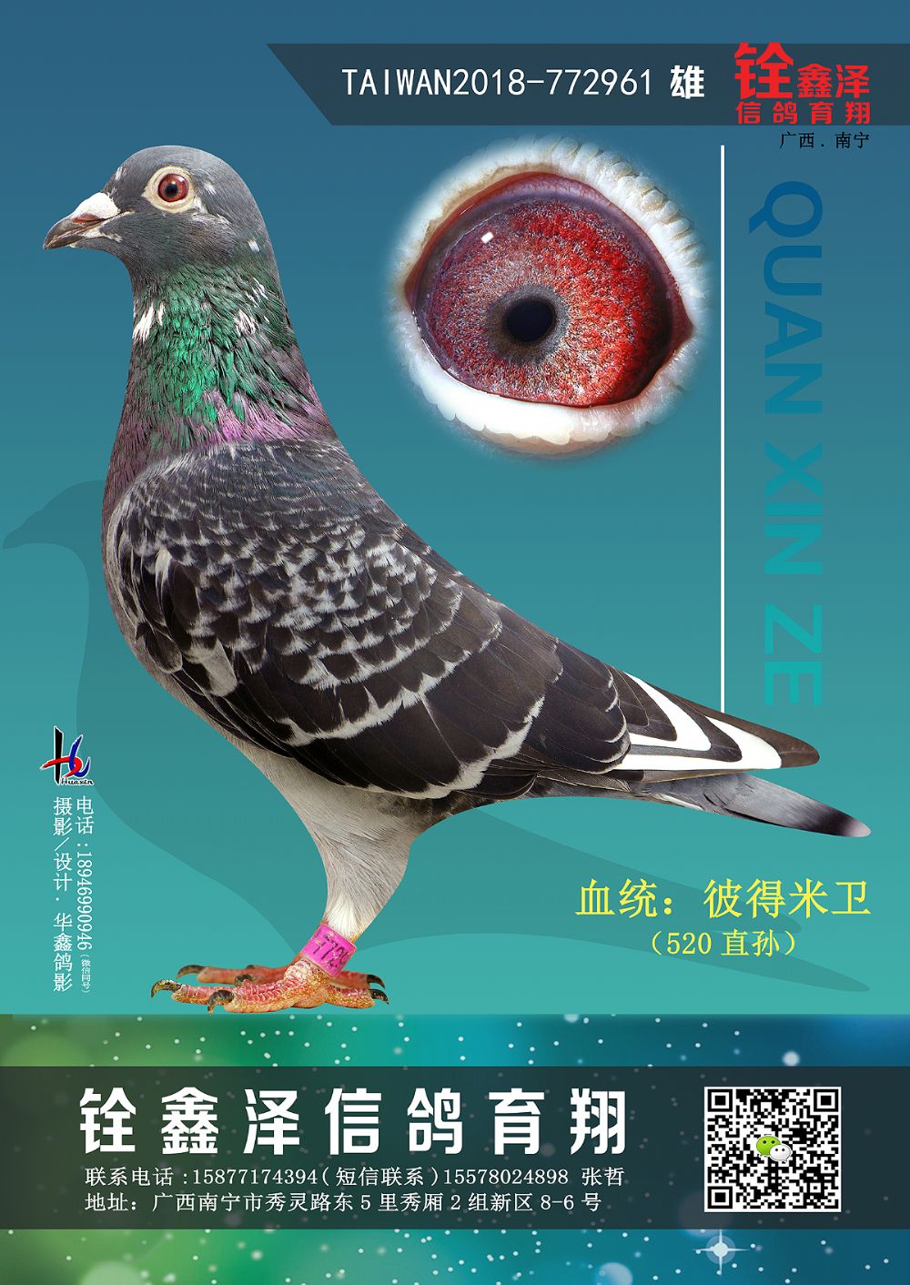 米卫狼语-铨鑫泽信鸽育翔-中信网爱鸽商城