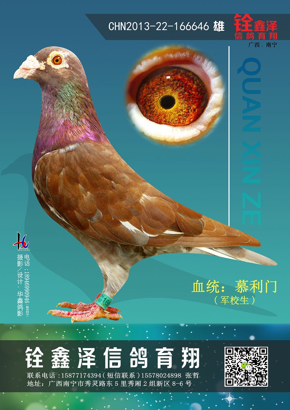 鸽 名: 褐瞳                羽 色: --                眼 砂: 黄眼