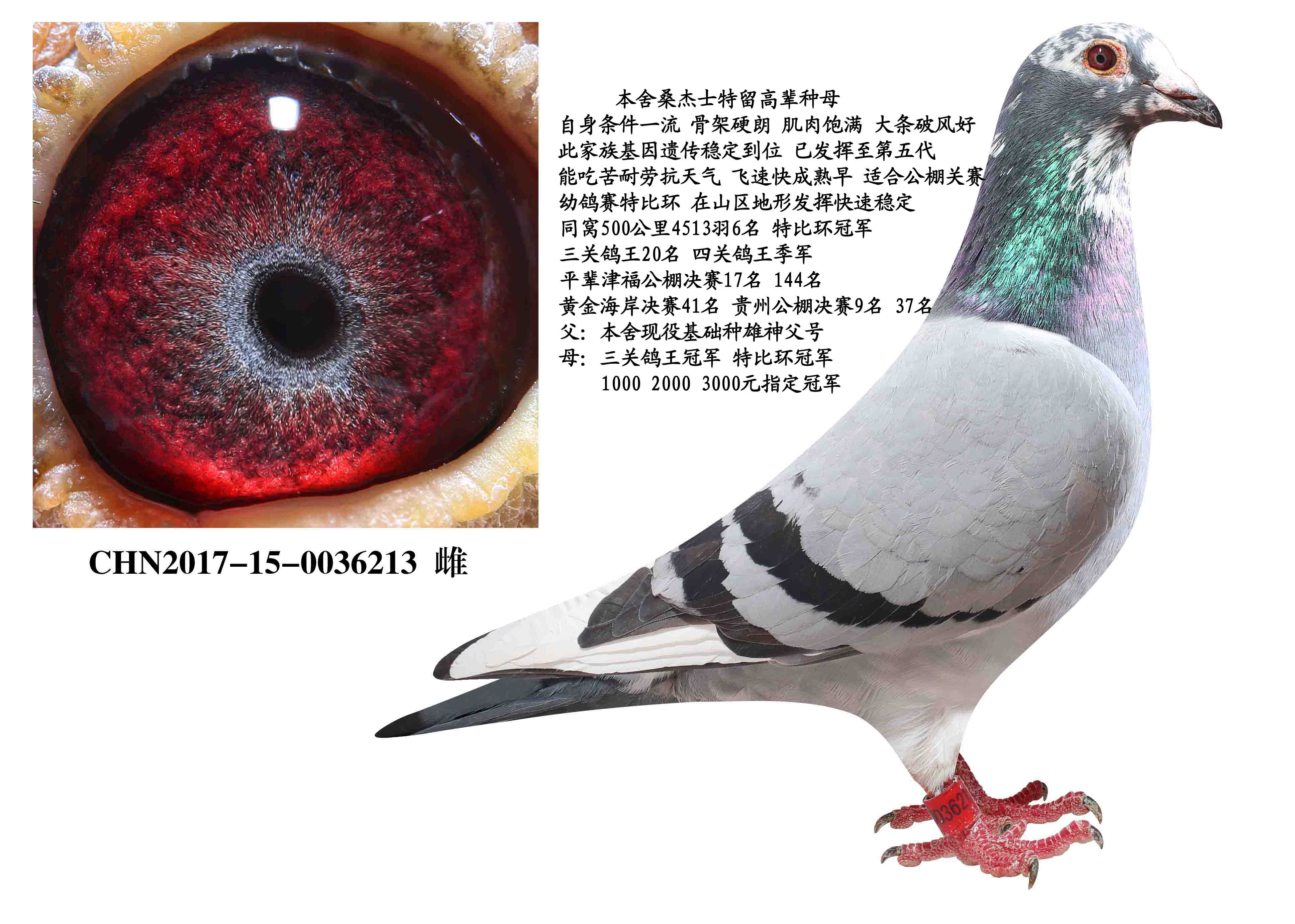 桑杰士狼狗号种母