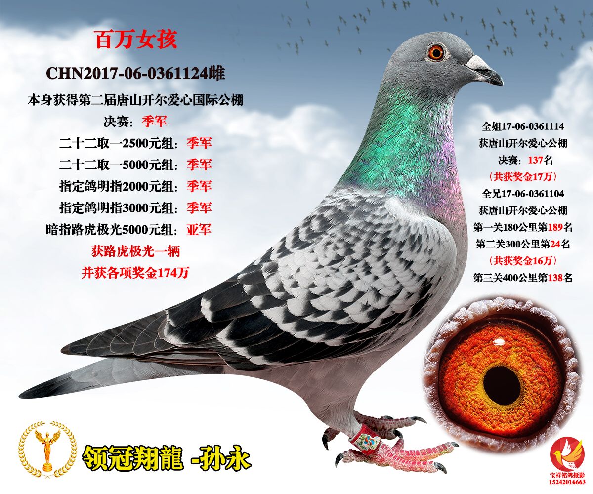 橡树园“超级73”鸽族完美延续者美国《魔术师鸽舍》-中国信鸽信息网 www.chinaxinge.com