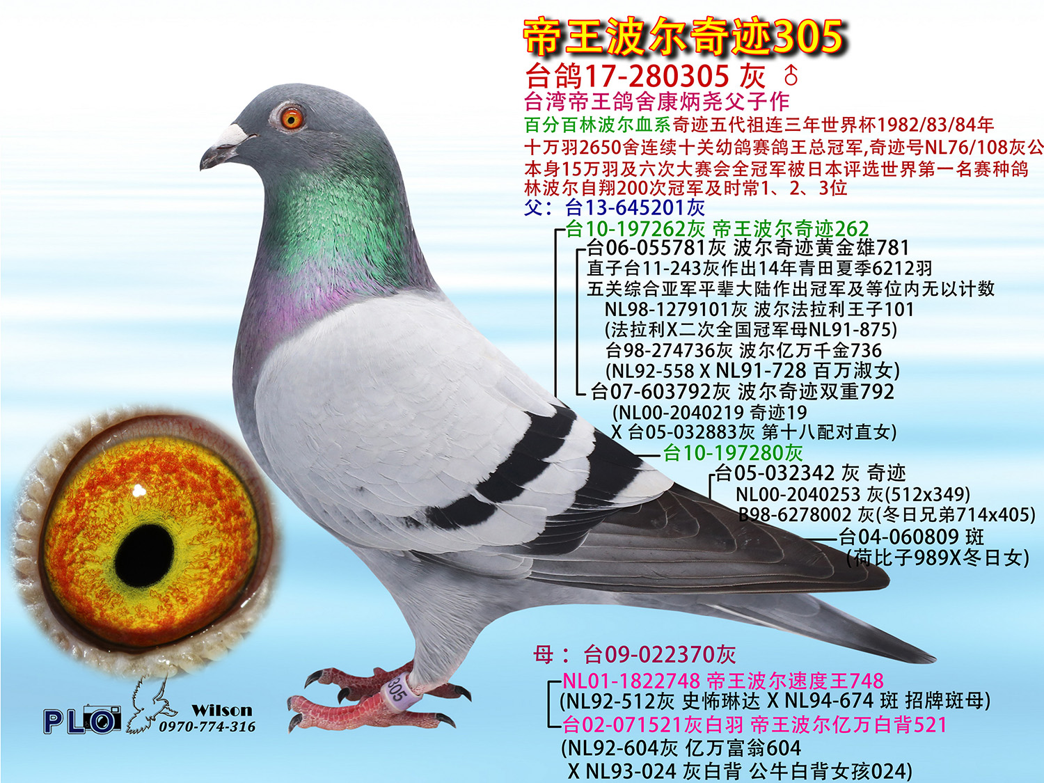 帝王波尔奇迹305