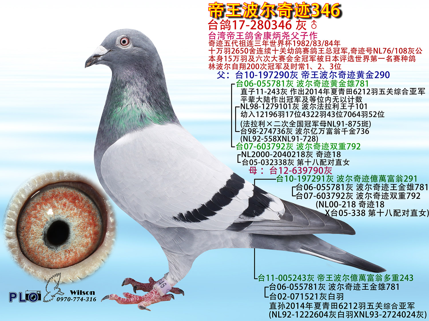 帝王波尔奇迹346