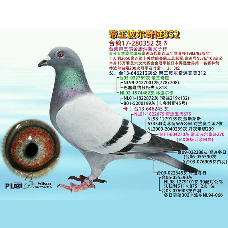 帝王波尔奇迹352