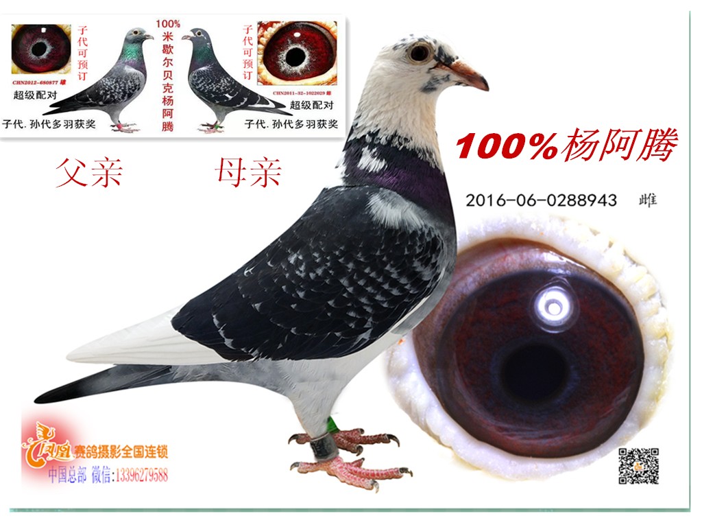 100%杨阿腾-大连大红鹰鸽业-中信网爱鸽商城