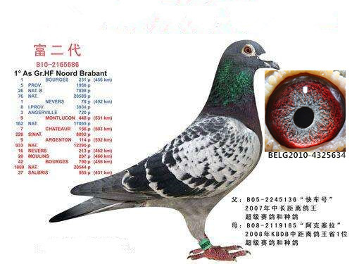 原环种鸽