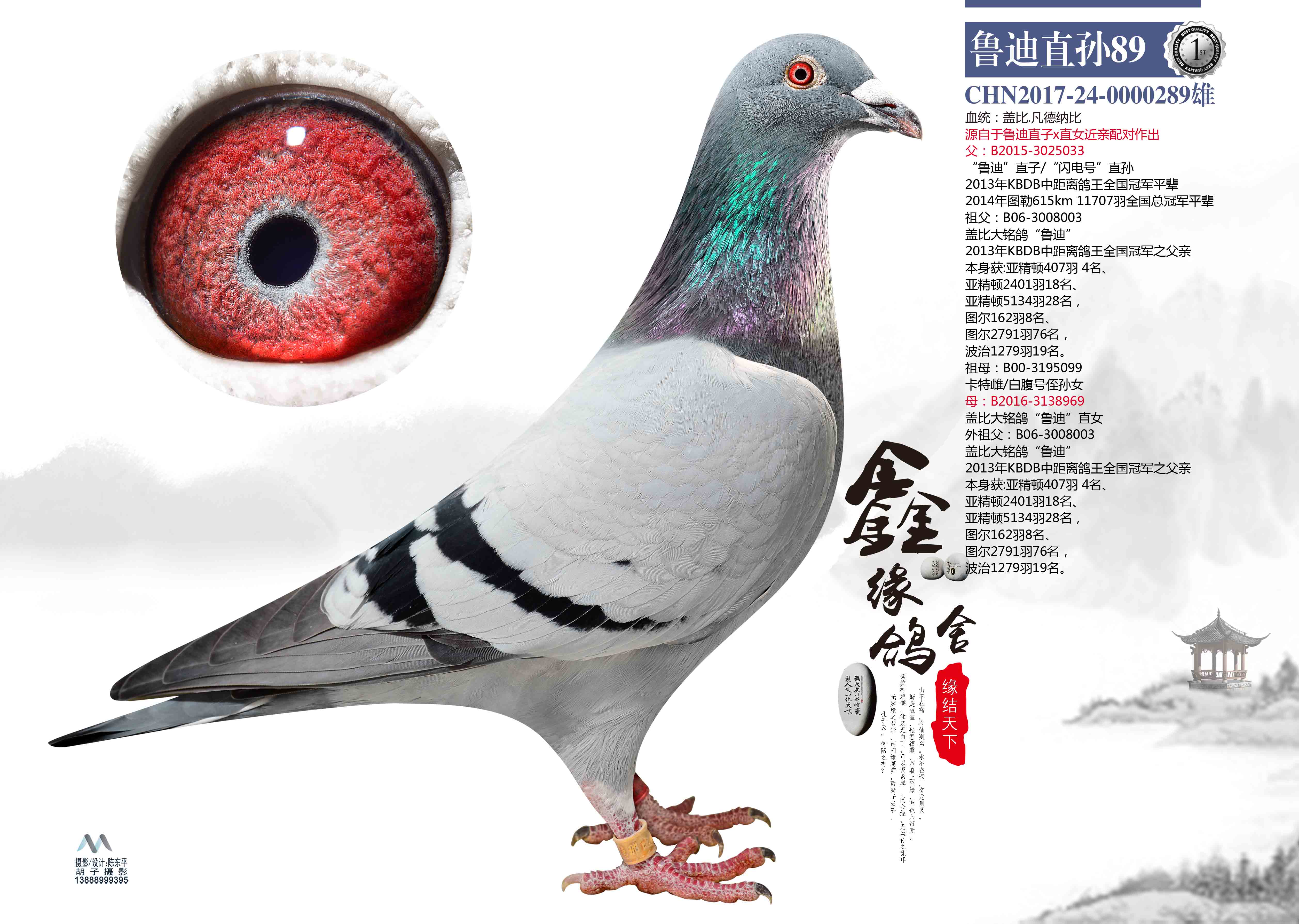 鲁迪直孙89_鑫缘鸽舍-中信网爱鸽商城