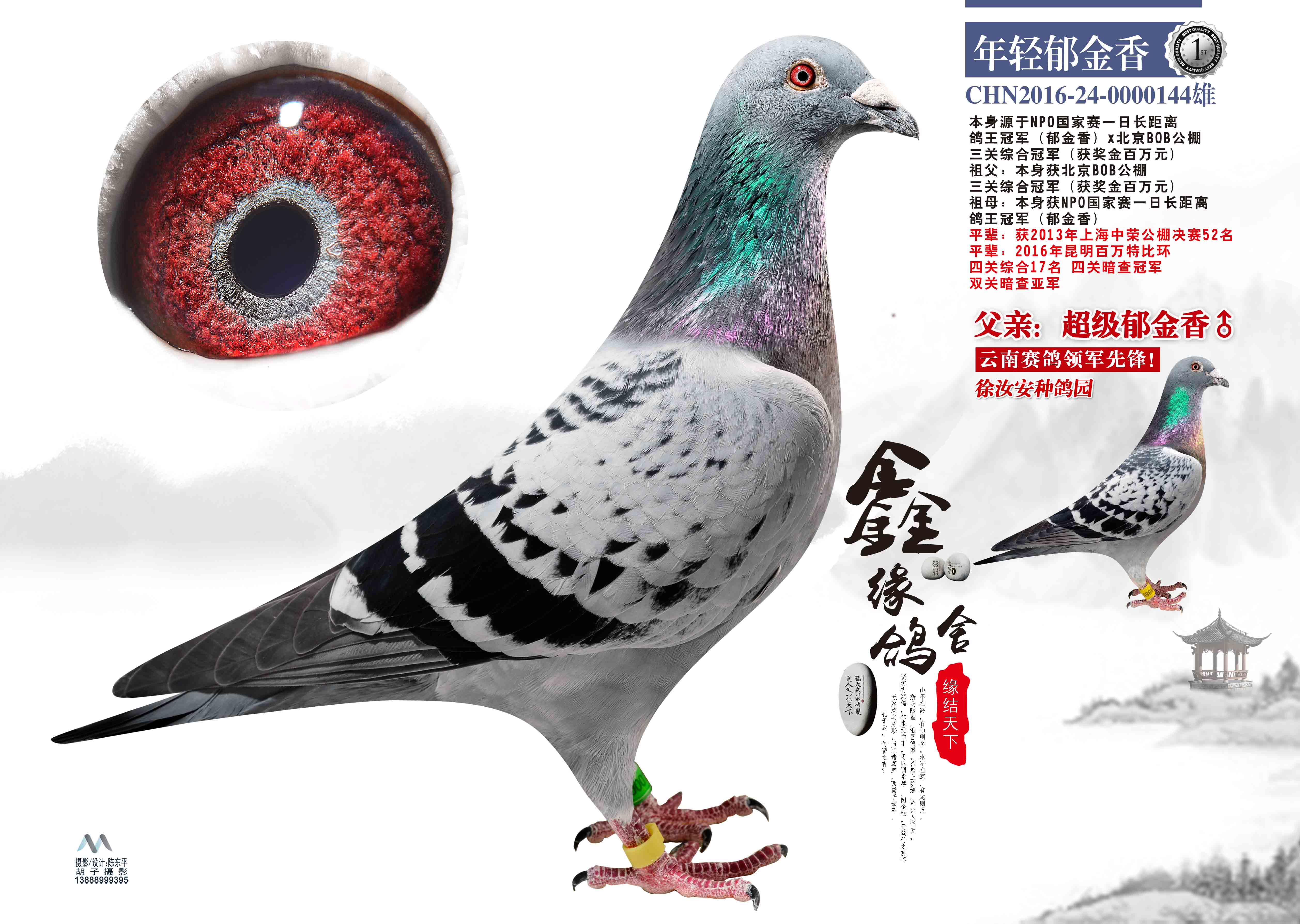 年轻郁金香_鑫缘鸽舍-中信网爱鸽商城