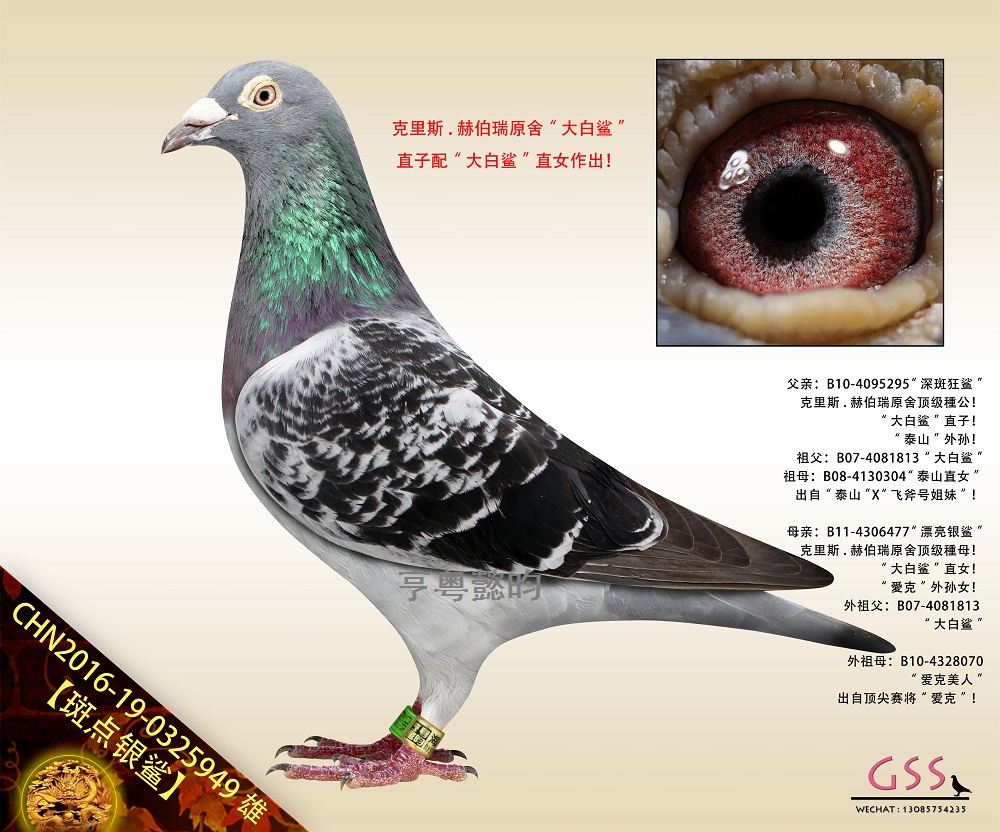 c(din)yѪֱO