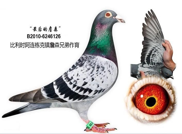 最后的詹森_宁波詹森鸽业_ ag188.com爱鸽商城_中国
