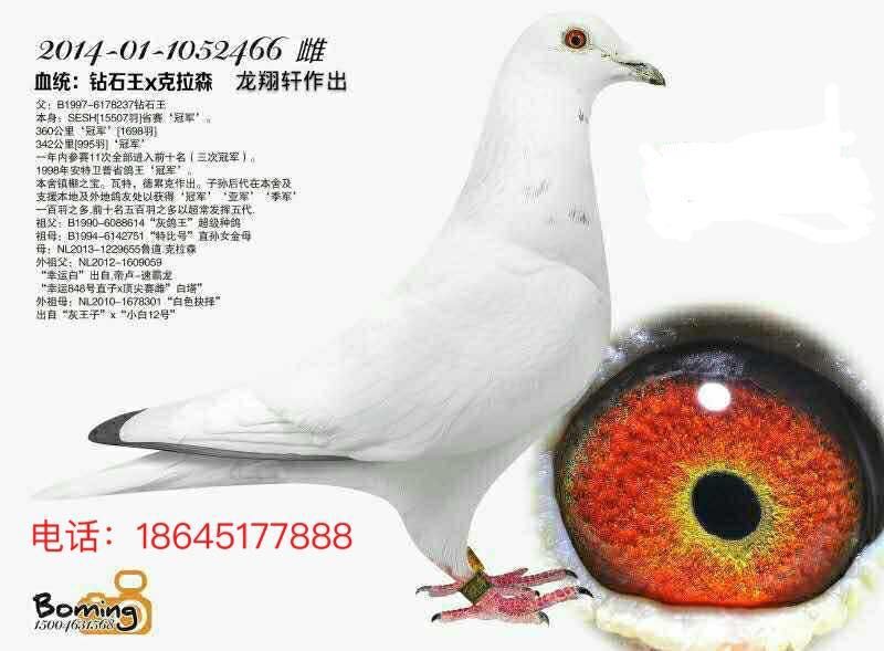 鲁道克拉森466