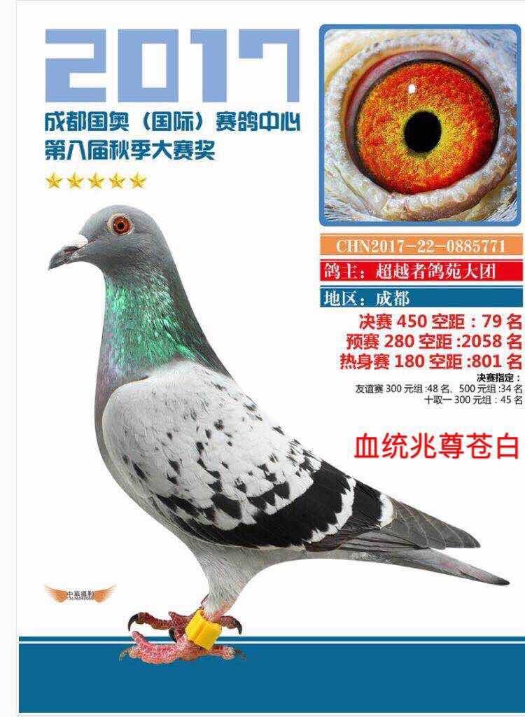 成绩鸽