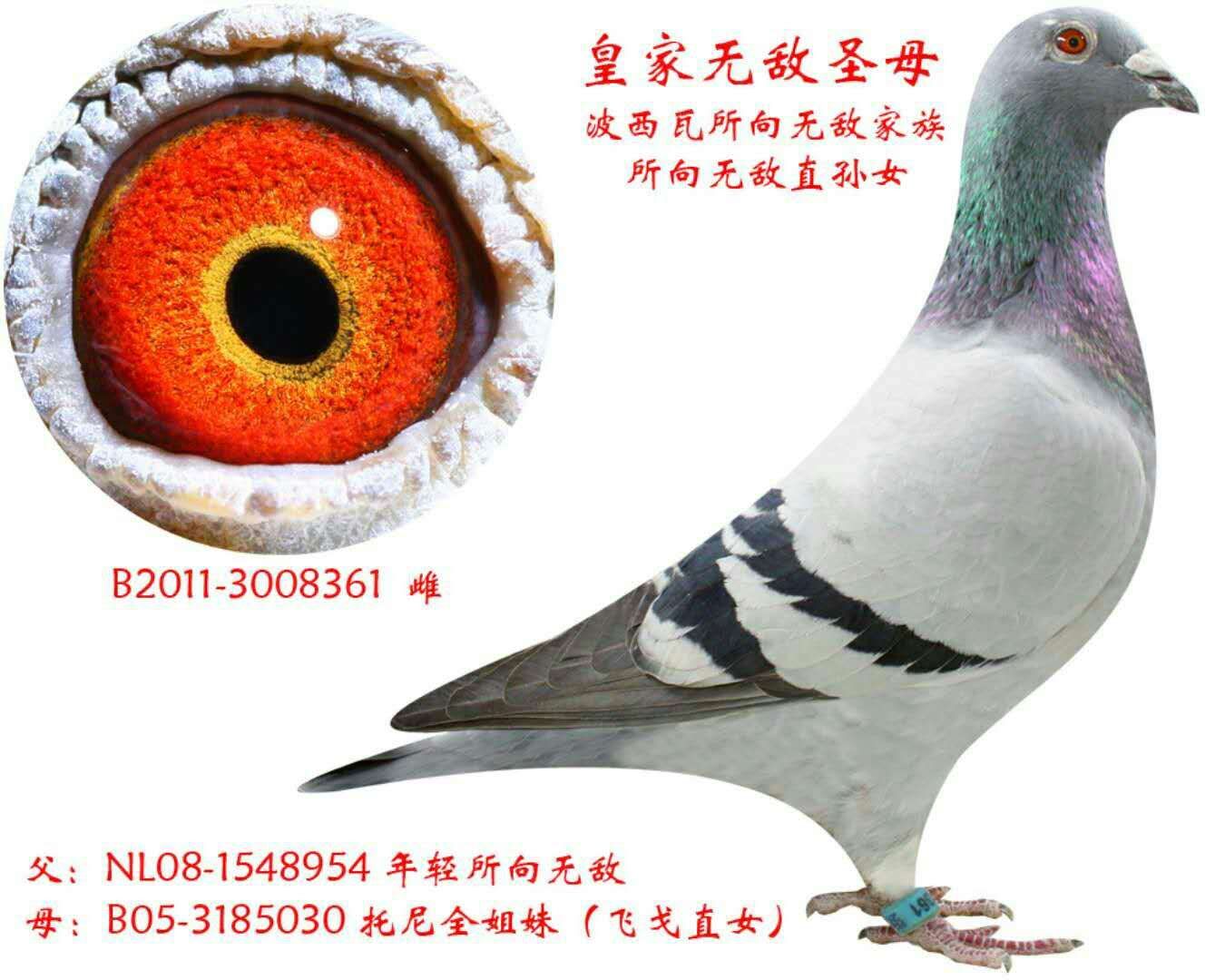 【波西瓦所向无敌】