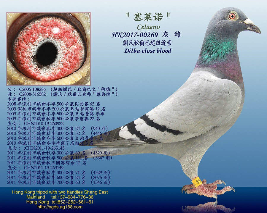 һCѪx/Ҡ