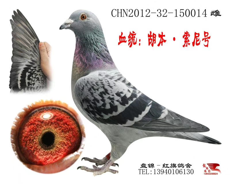 种鸽-盘锦红旗鸽舍-中信网爱鸽商城