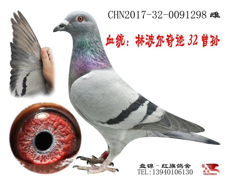 林波尔奇迹32曾孙
