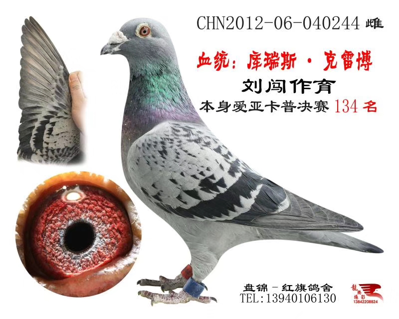 成绩鸽