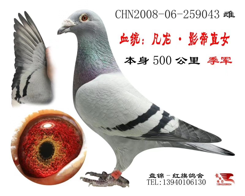 凡龙影帝直系-盘锦红旗鸽舍-中信网爱鸽商城