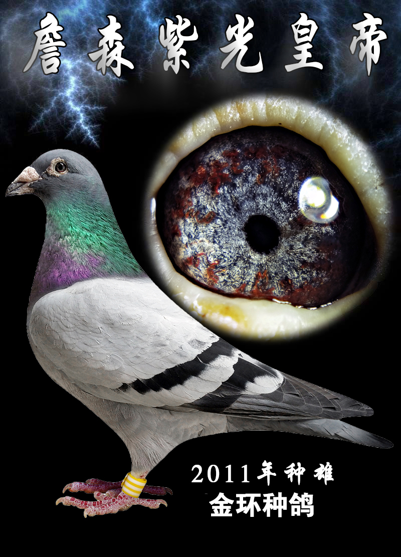 詹森紫光皇帝金环种雄-蓝天利器鸽业-中信网爱鸽商城
