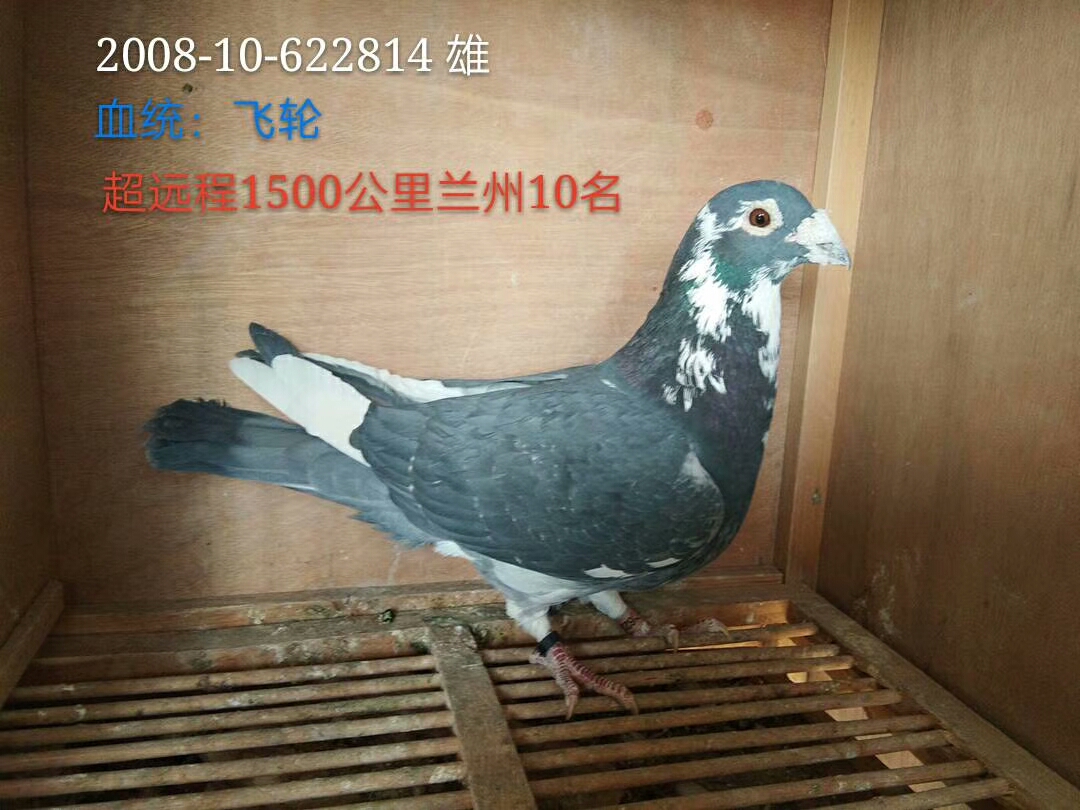 飞轮1500公里10名