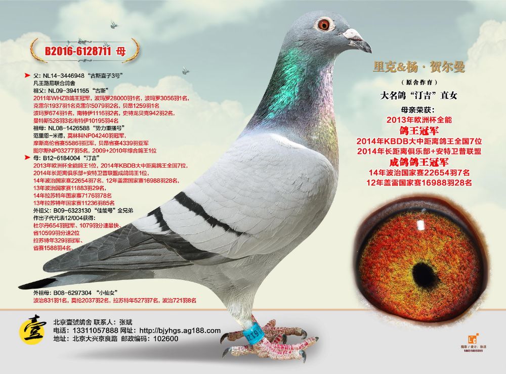 性 别:            雌                       目 录:  杨·贺尔曼
