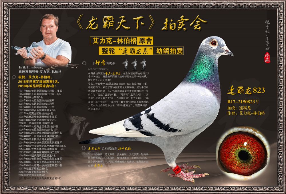 速霸龙823-阿凡达鸽舍-中信网爱鸽商城
