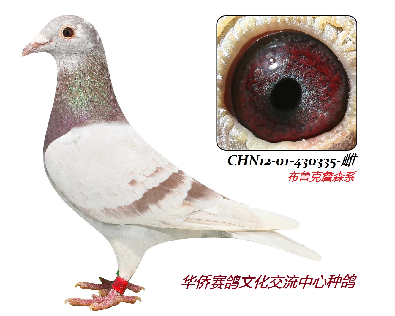 ��³��ղɭϵ335-��