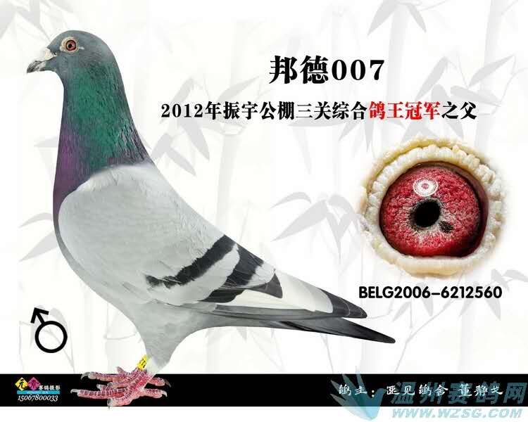 邦德007_国际兄华鸽业_ ag188.com爱鸽商城_中国信鸽信息网