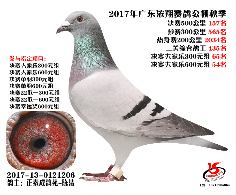 2017广东浓翔公棚获奖鸽